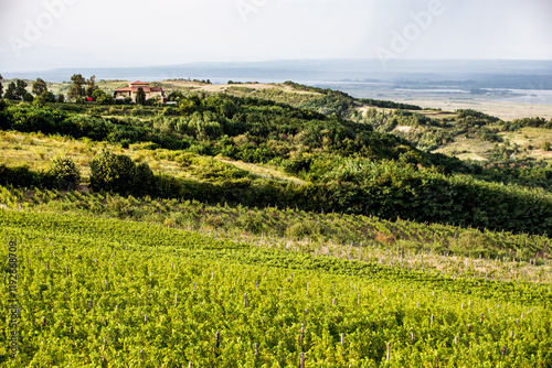 Obraz na płótnie Vineyard in Tuscany on a sunny spring day w salonie