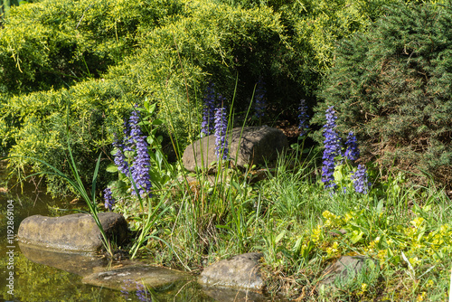 Blue flowers of Ajuga Reptans Atropurpurea grow on rocky shore of a garden pond. Blurred background of spring greenery. Nature concept for design. Selective focus.. photo