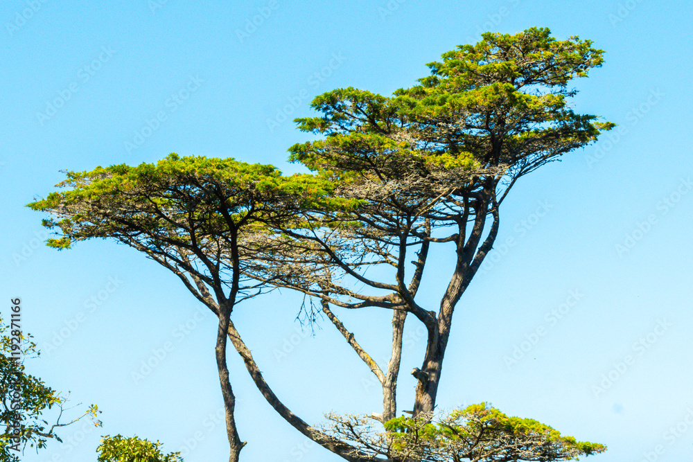 Sintra, Portugal - Umbrella pine tree in a national park in Portugal. Sintra, Portugal - Umbrella pine tree in a national park in Portugal.