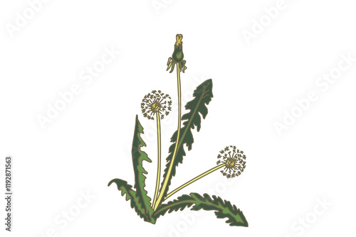 Botanical medical plants and flowers in pastel green colors. Dandelion bouquet isolated on white background vector illustration. Graphic design for Brand Wedding invitation Greeting card Product Print