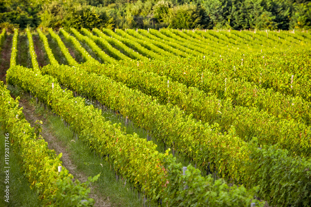 Vineyard in Tuscany on a sunny spring day