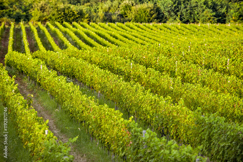 Obraz na płótnie Vineyard in Tuscany on a sunny spring day w salonie