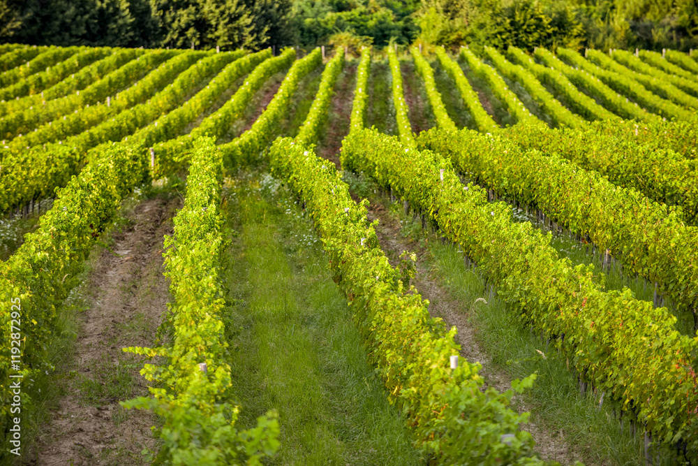 Vineyard in Tuscany on a sunny spring day
