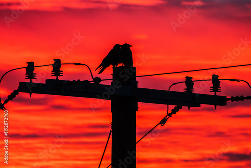 Two Ravens on a power pole ...