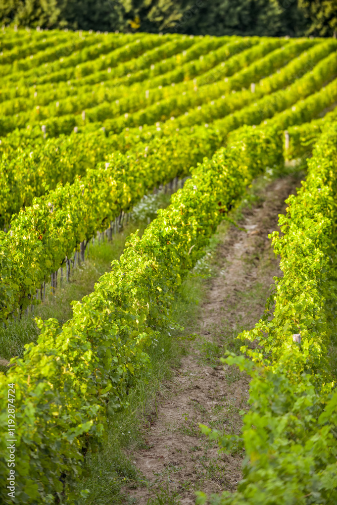 Vineyard in Tuscany on a sunny spring day