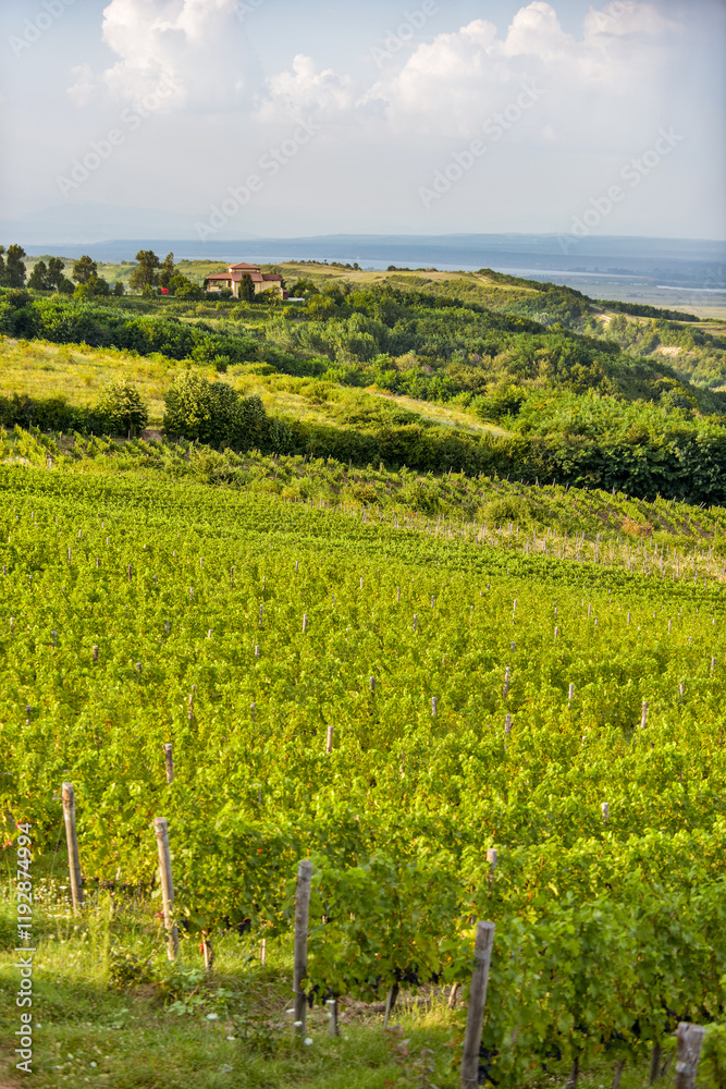 Vineyard in Tuscany on a sunny spring day