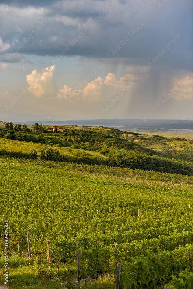 Vineyard in Tuscany on a sunny spring day