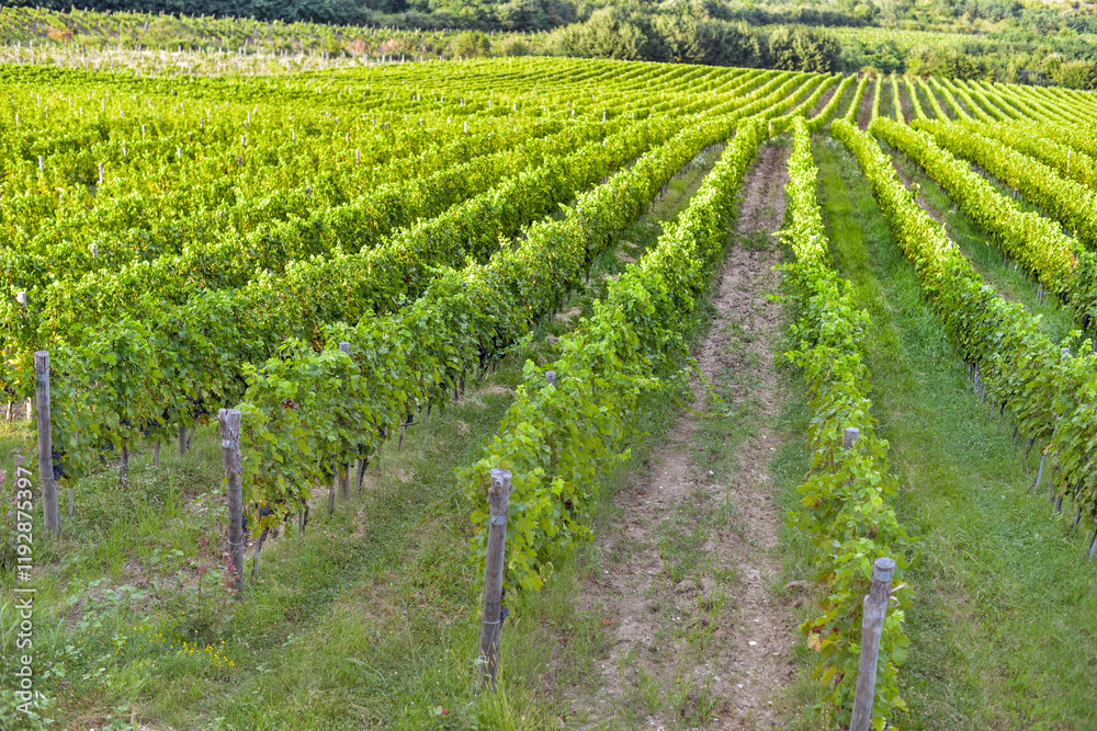 Vineyard in Tuscany on a sunny spring day
