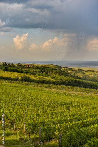 Obraz na płótnie Vineyard in Tuscany on a sunny spring day w salonie
