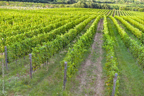 Obraz na płótnie Vineyard in Tuscany on a sunny spring day w salonie