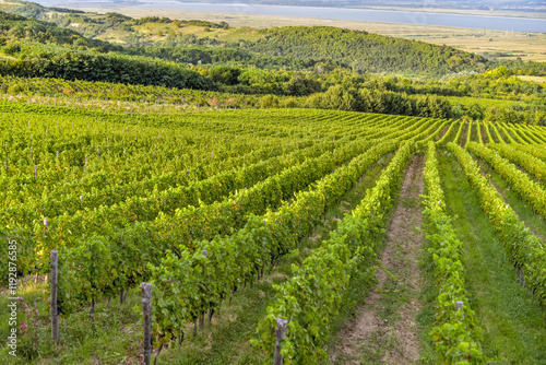 Vineyard in Tuscany on a sunny spring day photo