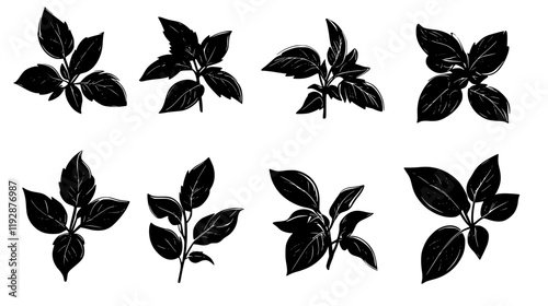 Collection of Basil, food vector art