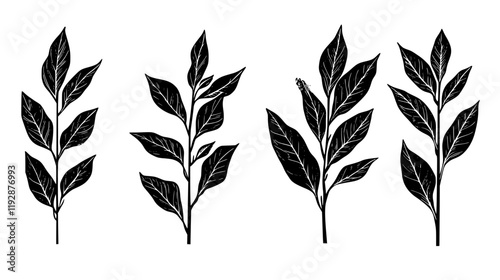 Collection of Bay Leaf, food vector art