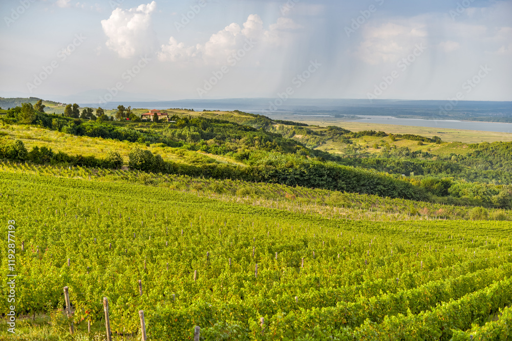 Vineyard in Tuscany on a sunny spring day