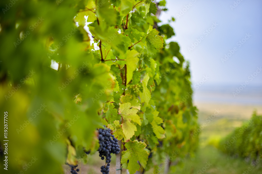 Vineyard in Tuscany on a sunny spring day