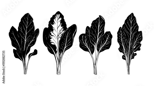 Collection of Swiss chard, food vector art