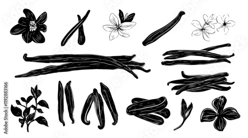 Collection of Vanilla Bean, food vector art