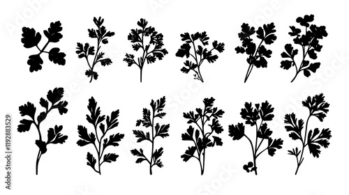Collection of Vietnamese Coriander, food vector art