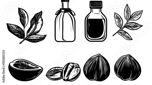 Collection of Walnut oil, food vector art