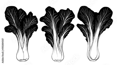 Collection of Bok choy, vectorized food design