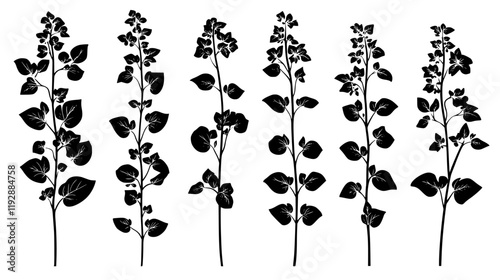 Collection of Buckwheat, vectorized food design