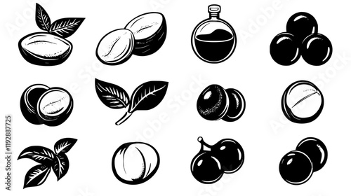 Collection of Macadamia nut oil, vectorized food design