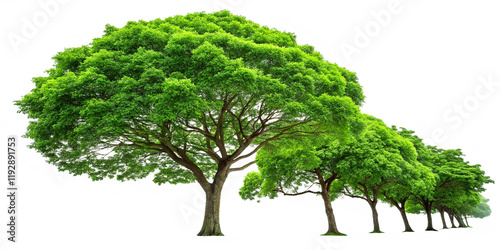 Green tree isolated on white