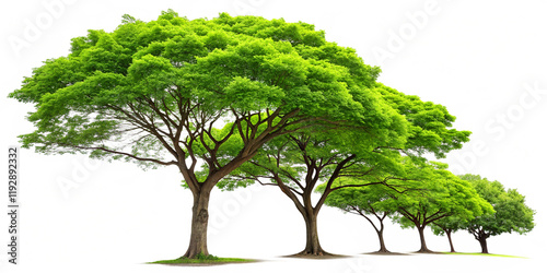 Green tree isolated on white