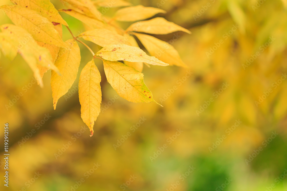 Golden autumn leaves on tree branch with soft green background Golden autumn leaves on tree branch with soft green background
