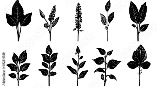 Collection of Amaranth digital art, Amaranth vector graphic, repetitive pattern