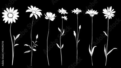 Collection of Chamomile digital art, Chamomile vector graphic, repetitive pattern