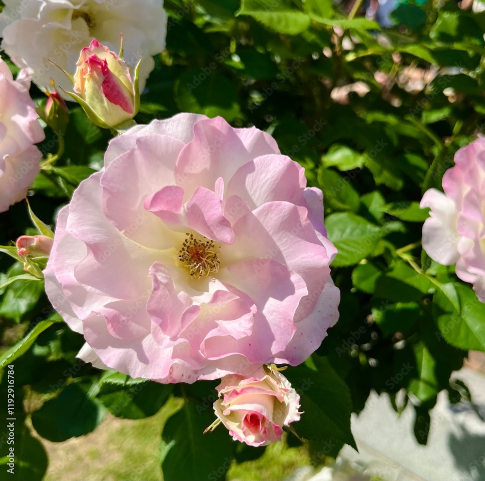 Obraz premium delicate pink rose bush