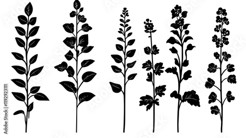Collection of Buckwheat digital art, Buckwheat vector graphic, repetitive pattern
