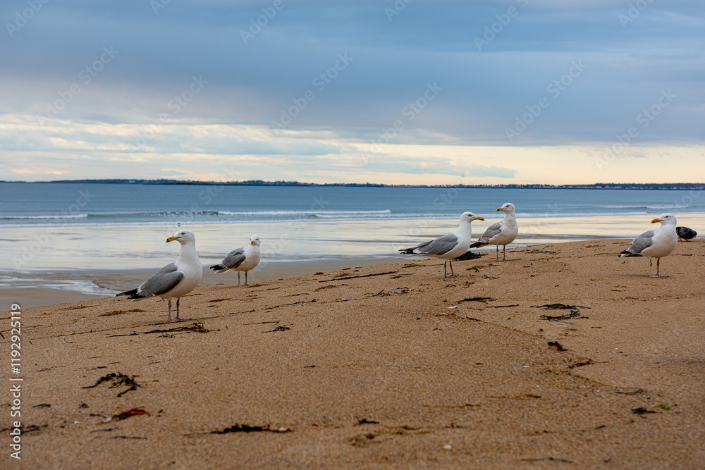 seagulls on the ocean shore. beautiful seascape without people seagulls on the ocean shore. beautiful seascape without people
