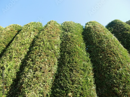 Hedge  photo