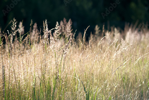 Golden Sunlit Grasses in a Beautiful and Serene Meadow Landscape Setting During Summer