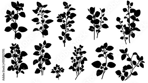 Collection of Marjoram digital art, Marjoram vector graphic, repetitive pattern