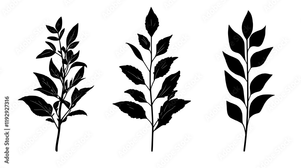 Collection of Sage vector icons, Sage vector art pattern Collection of Sage vector icons, Sage vector art pattern