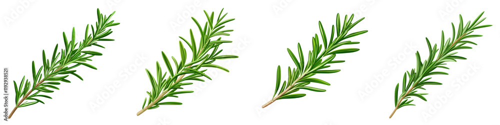 Fresh rosemary sprigs, aromatic herb, culinary use, green leaves, natural flavor, healthy cooking Fresh rosemary sprigs, aromatic herb, culinary use, green leaves, natural flavor, healthy cooking