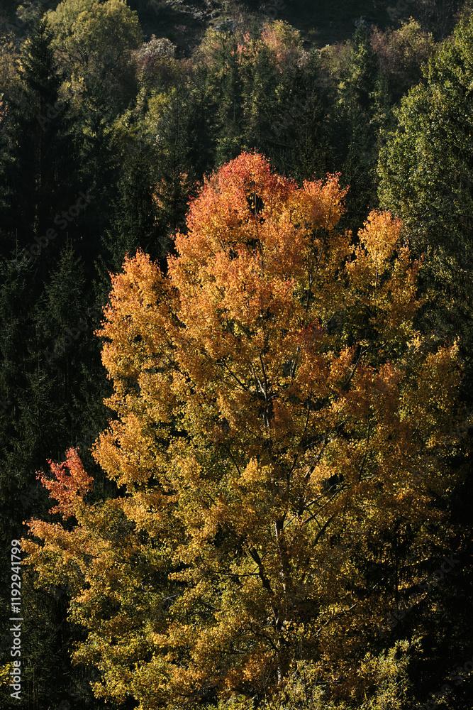 Beautiful mountain autumn landscape. Mixed forest - yellow and orange leaves among green pines and fir trees. Nature of Southwestern Serbia. Beautiful mountain autumn landscape. Mixed forest - yellow and orange leaves among green pines and fir trees. Nature of Southwestern Serbia.