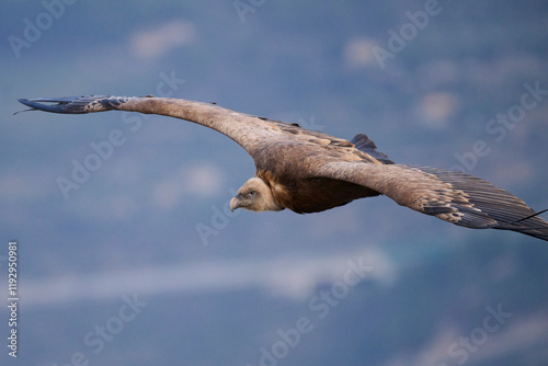 Griffon Vulture Gliding Gracefully Over Alicante Landscape photo