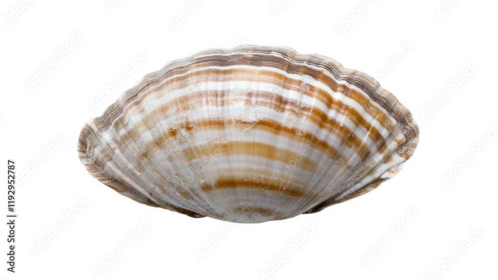 Scallop shell with intricate patterns on transparent background. Scallop shell with intricate patterns on transparent background.