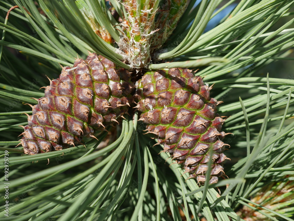 Obraz premium Ponderosa Pine tree cones in spring, Colorado