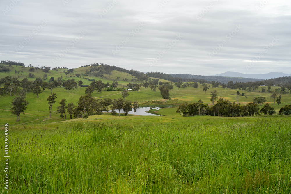 Farming landscape of stud angus and wagyu bulls grazing, with beautiful cows and cattle grazing on pasture in spring on a farm, with a crop growing food behind with hills and trees in nature Farming landscape of stud angus and wagyu bulls grazing, with beautiful cows and cattle grazing on pasture in spring on a farm, with a crop growing food behind with hills and trees in nature