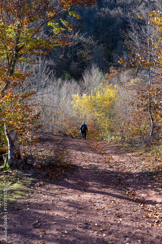 A man walks along a path covered with autumn leaves through a dense forest A man walks along a path covered with autumn leaves through a dense forest