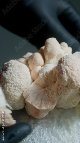 Close-up of gloved hands gently tearing apart a Lion’s Mane mushroom. Hericium erinaceus. Captures the organic texture and harvesting process. Ideal for culinary, nature, and wellness-related projects