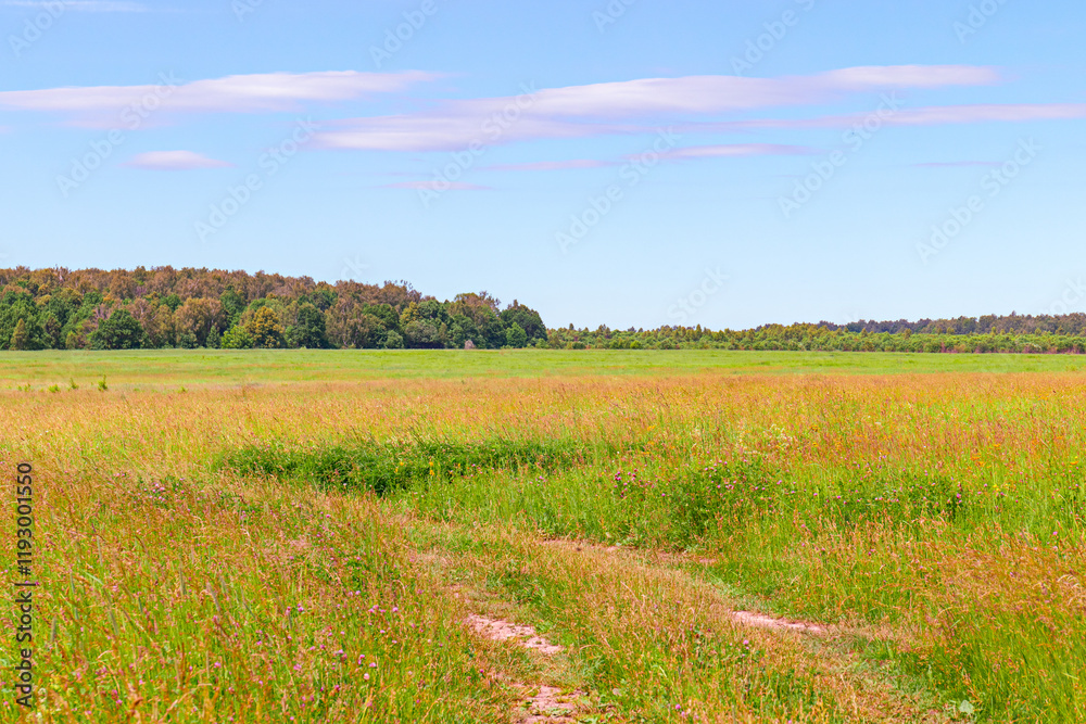 Fototapeta premium Rural landscape in the Central part of Russia. Tula region, June 2020