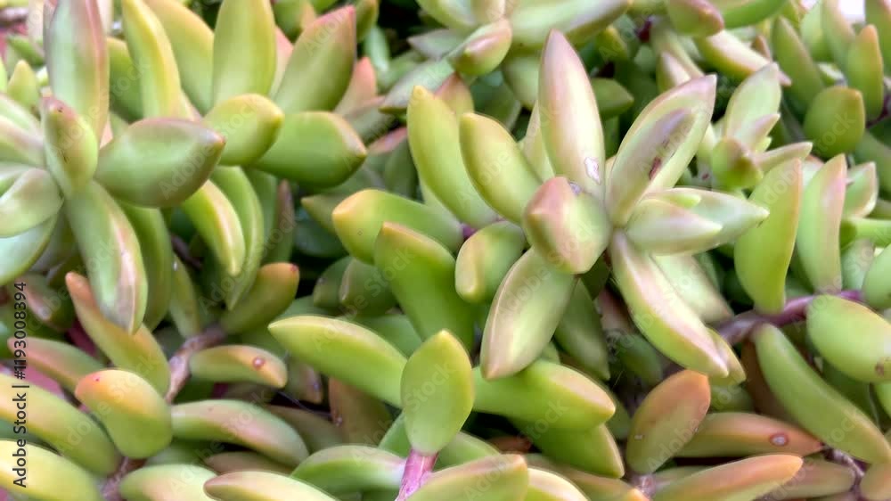 Sedum adolphi or Coppertone stonecrop tropical succulent plant close up.Floral background,4K video Sedum adolphi or Coppertone stonecrop tropical succulent plant close up.Floral background,4K video