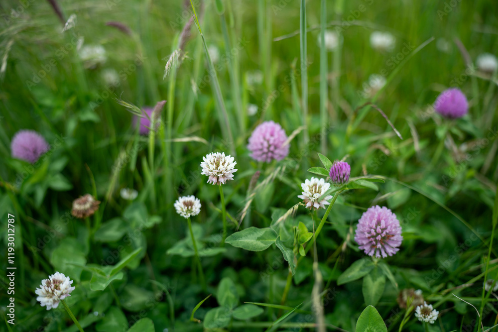 long native grasses on a regenerative agricultural farm. pasture in a grassland in the bush in australia in spring in australia long native grasses on a regenerative agricultural farm. pasture in a grassland in the bush in australia in spring in australia