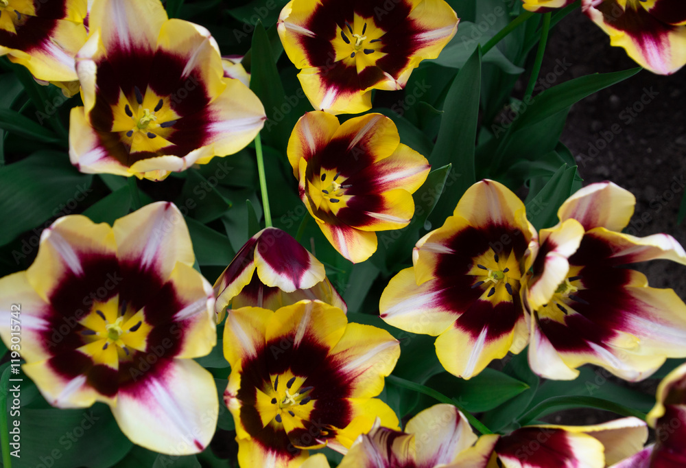 Fototapeta premium yellow and purple flowers